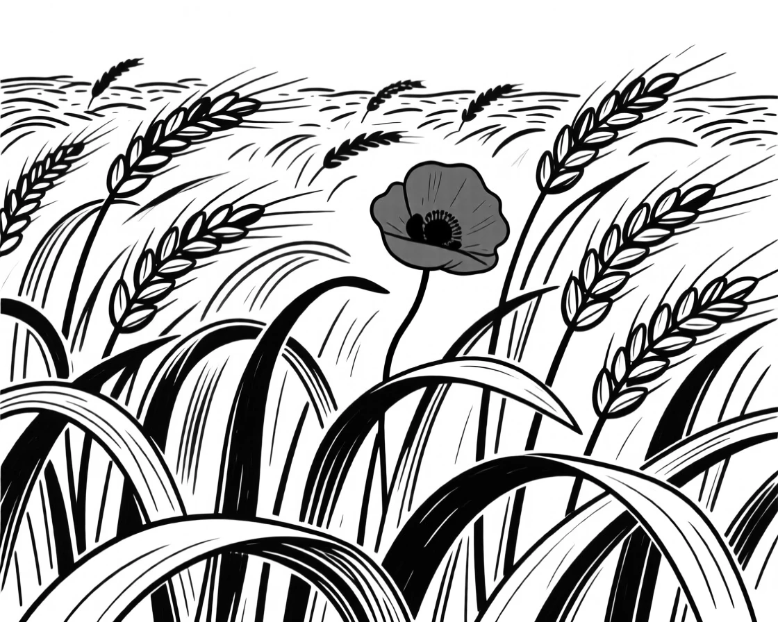 A wheat field ready for harvest with a single red poppy standing among the stalks.