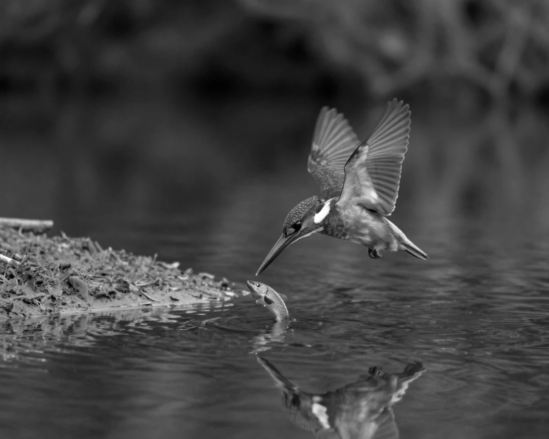 A kingfisher dives headfirst to catch a fish along a quiet riverbank.