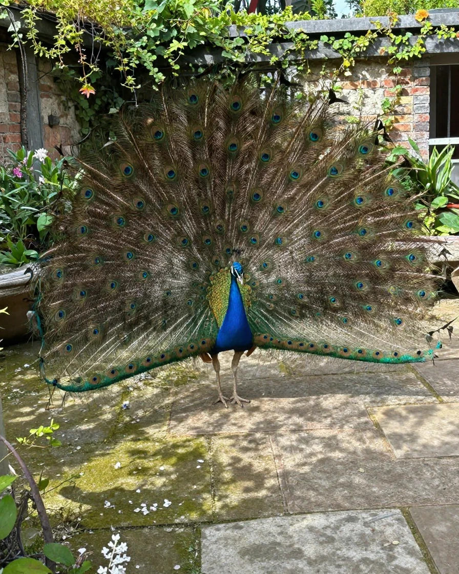 A peacock fans its full iridescent tail feathers in a quiet garden courtyard.