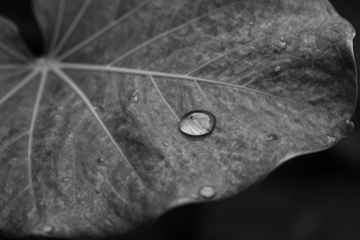 A drop of water on a leaf clings perfectly to a curved green surface on a broad tropical leaf.