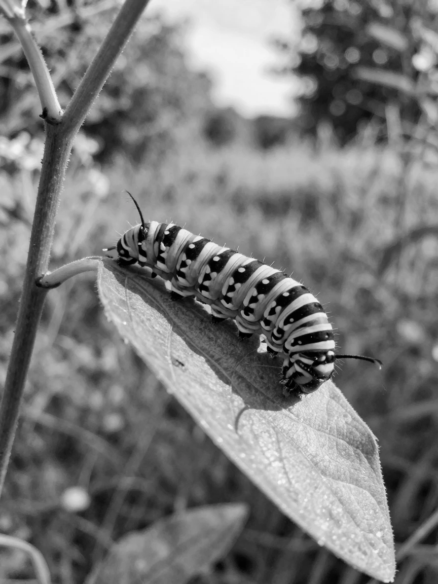 A swallowtail caterpillar munches on a milkweed leaf along a sunny hedgerow.
