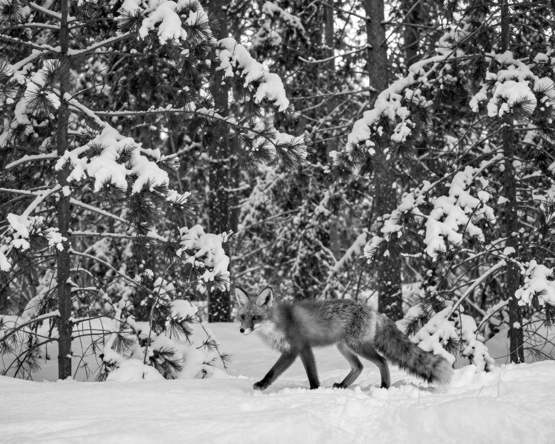A red fox trots through a snow-covered forest at dawn in a snow-dusted pine forest.