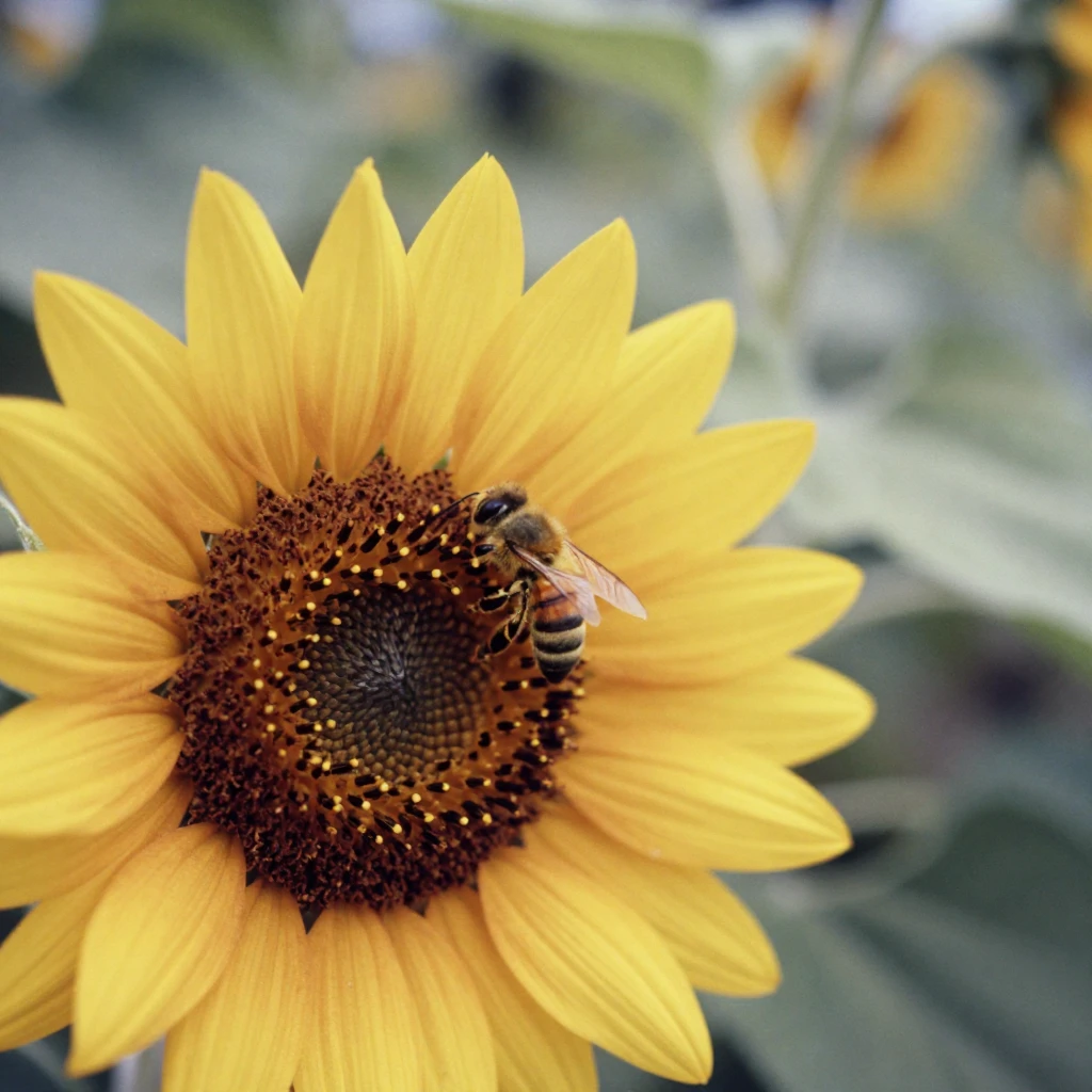 A bee gathering pollen from a bright sunflower, in dappled light filtering through leaves, in crisp, dry air, in the height of summer, with muted olive and rust colors, from a three-quarter angle.