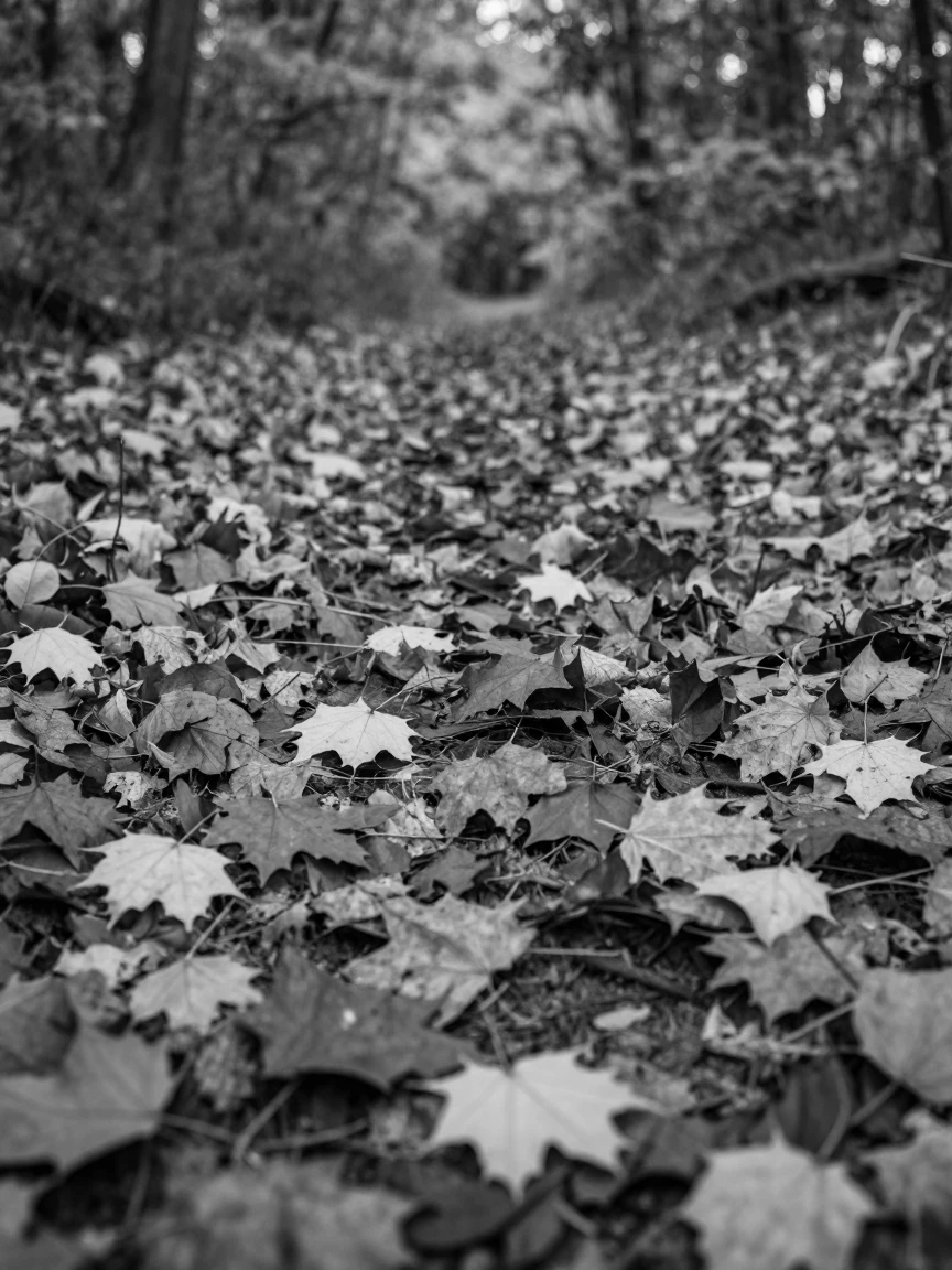 A pile of autumn leaves crunches into a colorful heap on a forest trail in autumn.