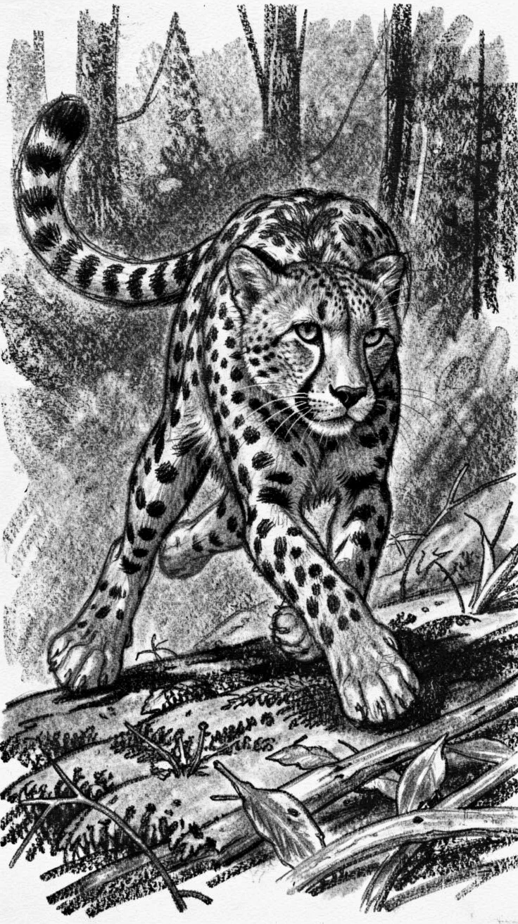 A cheetah mid-sprint exploring a moss-covered forest floor.
