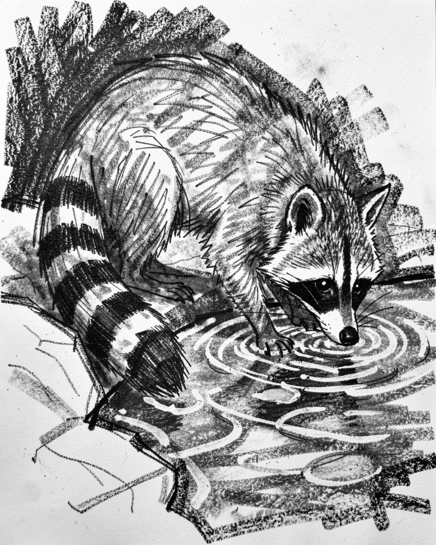 A raccoon drinking from a crystal-clear stream.