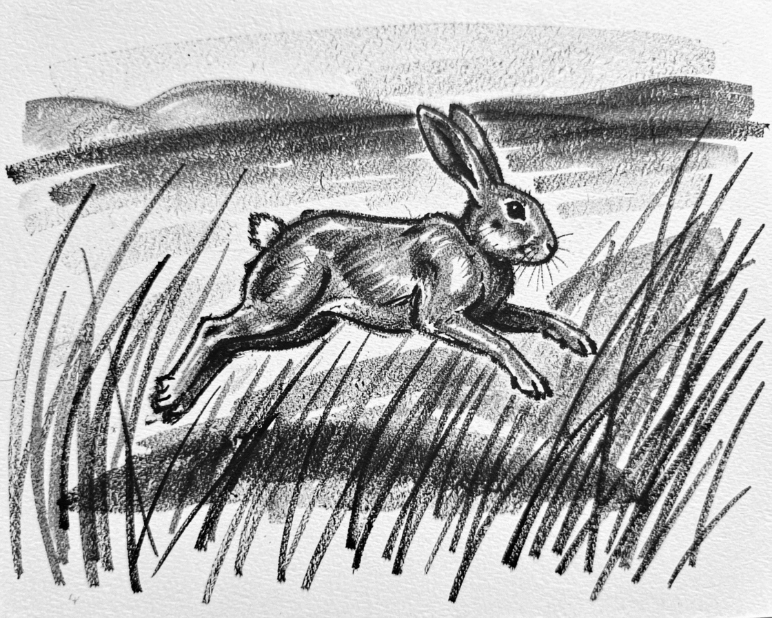 A rabbit in tall grass running freely across an open plain.