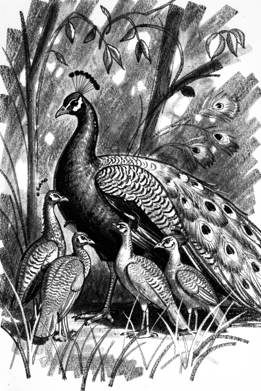 A peacock gathered together as a family in their natural habitat.