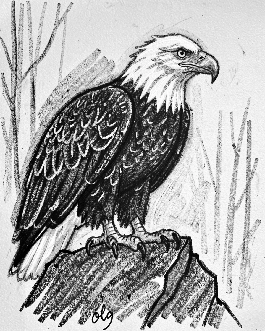 A bald eagle standing alert atop a rocky outcrop.