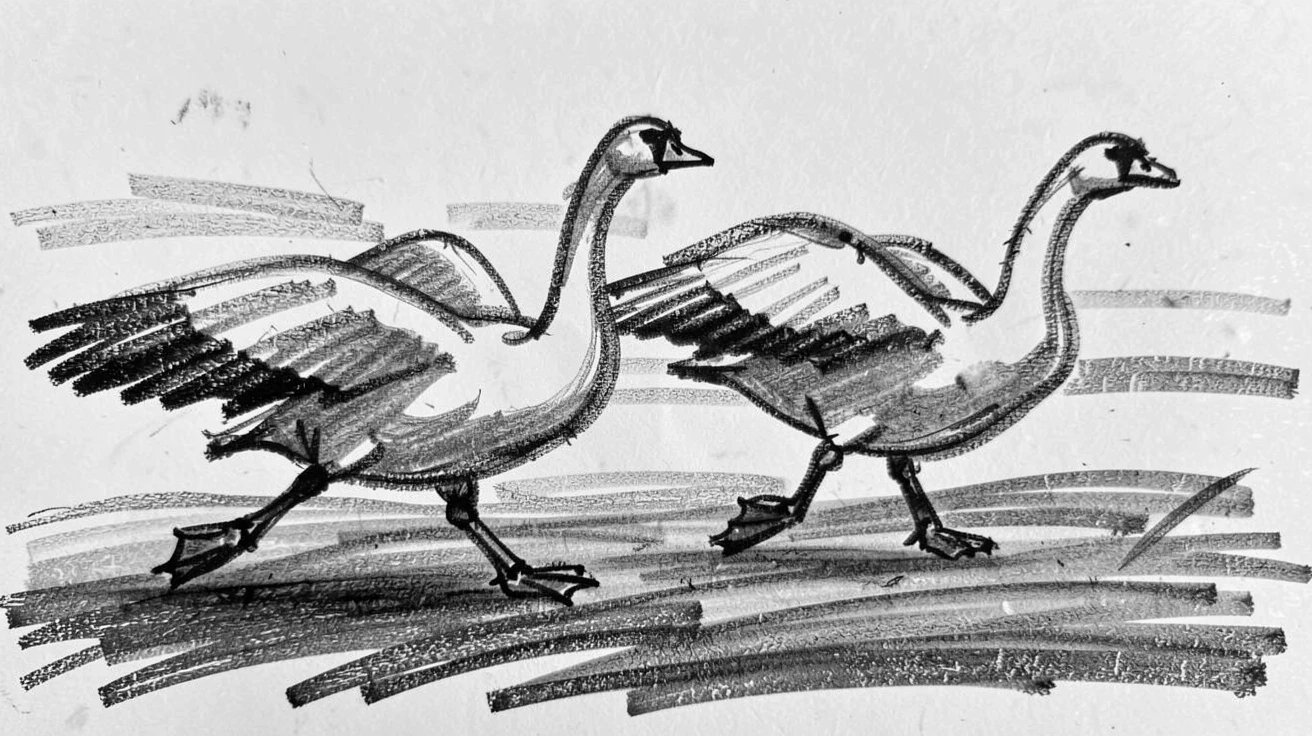 A pair of swans running freely across an open plain.