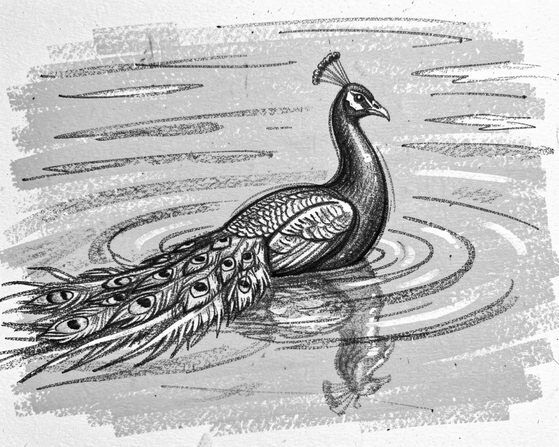 A peacock swimming through calm turquoise waters.