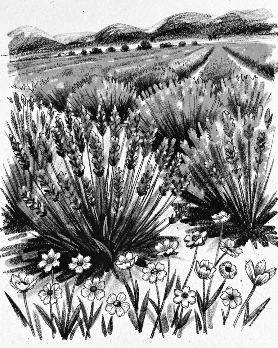 A lavender field in full bloom with wildflowers scattered across the foreground.