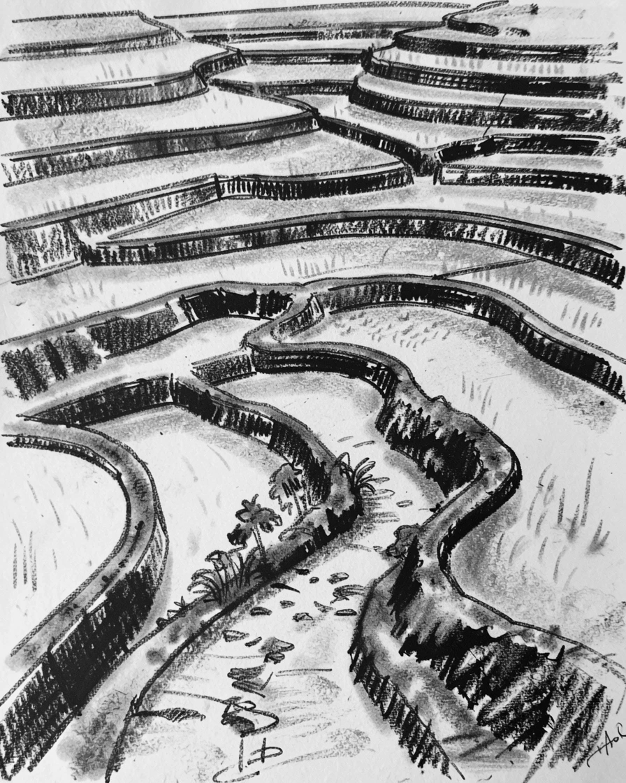 A cascading terraced rice field with a lone winding path leading into the distance.