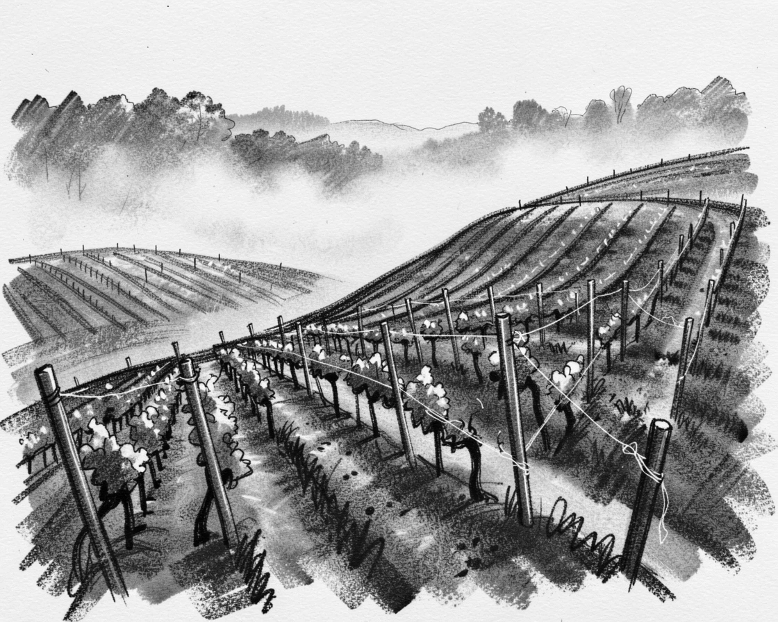 A rolling vineyard hillside with mist rising gently at first light.