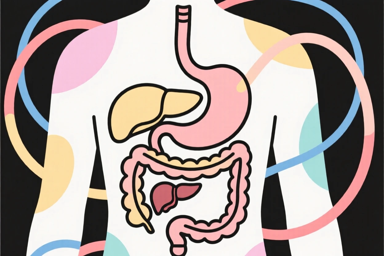 An illustration of the digestive system inside a simplified human body.